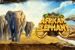 African Elephant